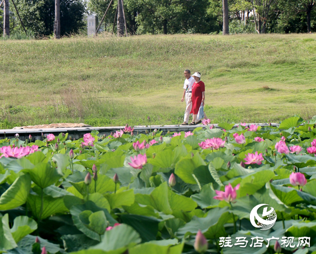 驻马店人民公园盛夏荷韵引客来