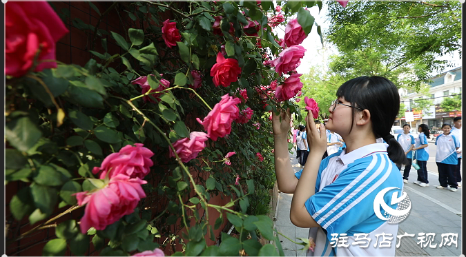 八中蔷薇又开了