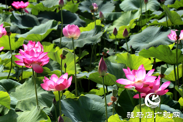 驻马店人民公园盛夏荷韵引客来