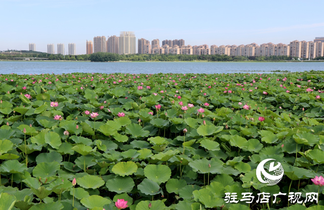 驻马店人民公园盛夏荷韵引客来