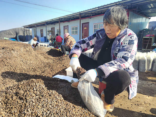 上蔡县杨屯乡杨仕位村：党建引领产业旺 羊肚菌“撑起”致富伞