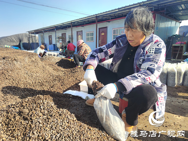 上蔡县杨屯乡杨仕位村：党建引领产业旺 羊肚菌“撑起”致富伞