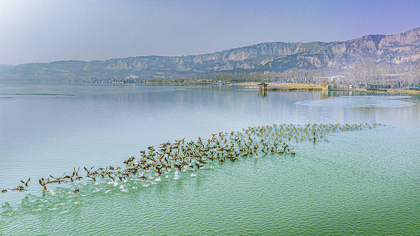 山西运城：黄河湿地成群候鸟翩跹起舞 绘就美丽生态画卷