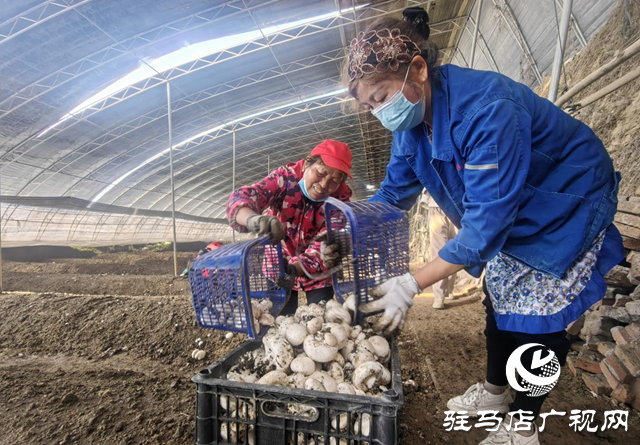 启慧农业：鲜菌飘香迎佳节 产销两旺护航团圆餐桌