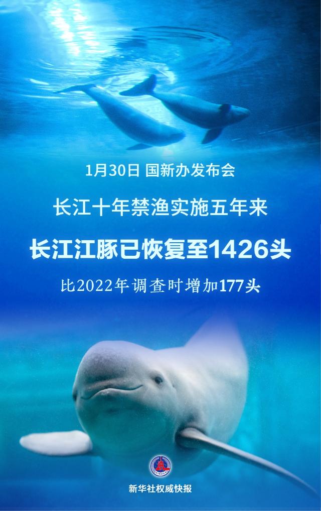 1426头!长江江豚数量实现恢复性增长