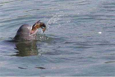 1426头！长江江豚数量实现恢复性增长