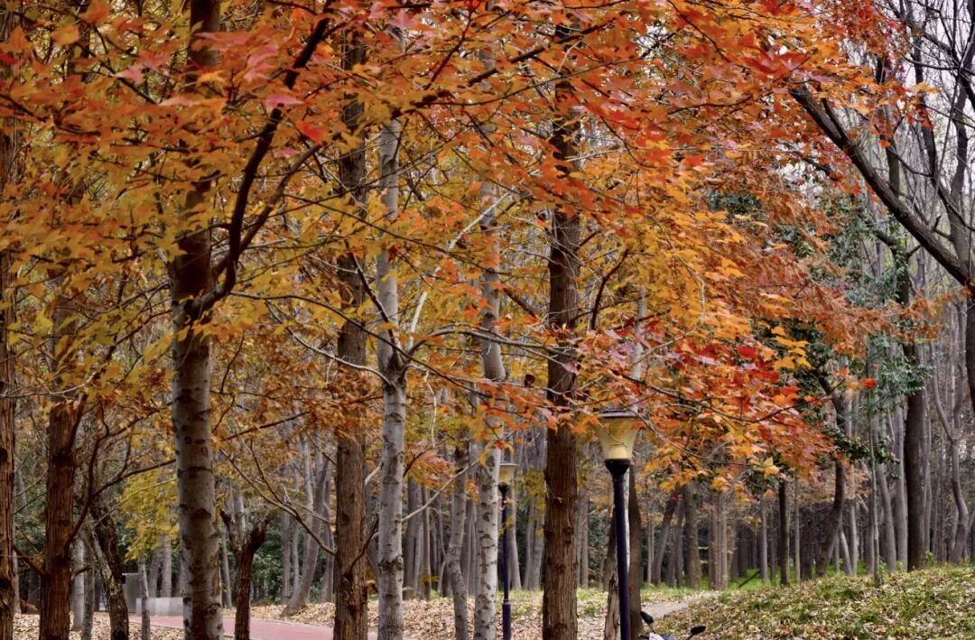 【驻马店冬季旅游路线·第五期】邂逅天中大地的冬日之美