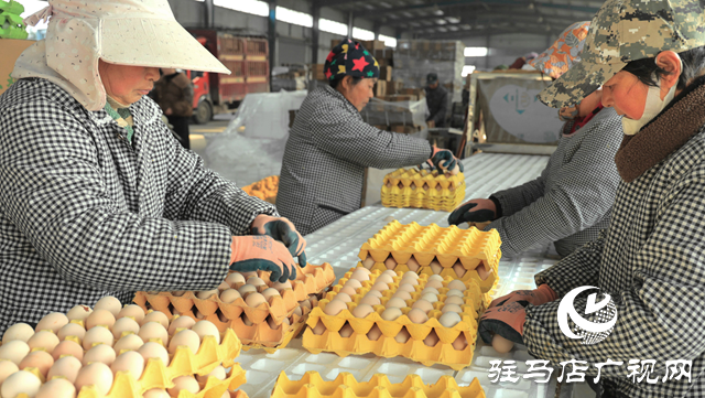 双节“蛋”香浓 吉泰保民生
