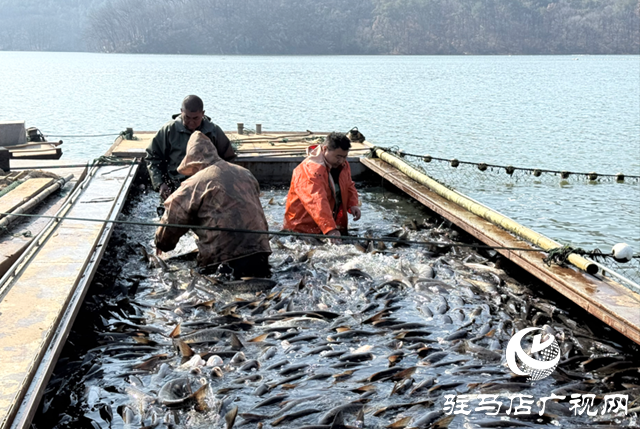 确山县：冬捕开网鱼满舱 湖鲜飘香迎新春