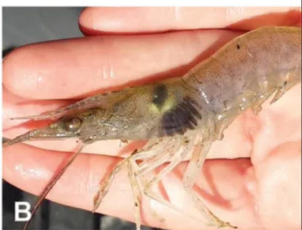 变黑的虾还能吃吗？这种&ldquo;黑虾&rdquo;千万别吃