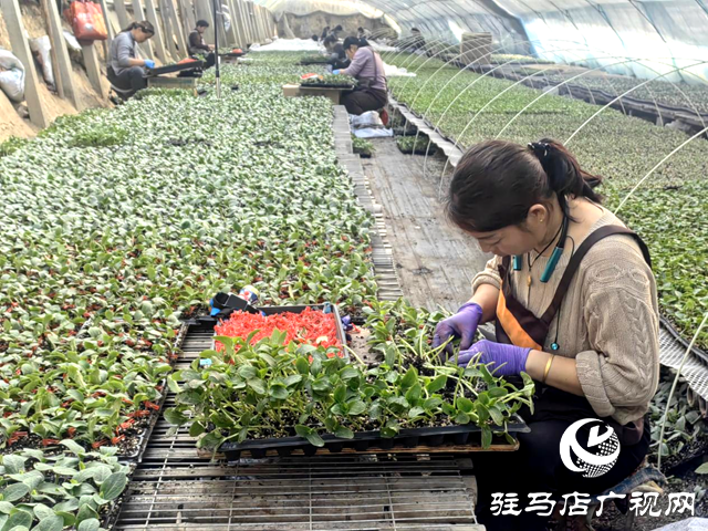 驿城区水屯镇：智能育苗“绿意浓” 产业兴农“春来早”