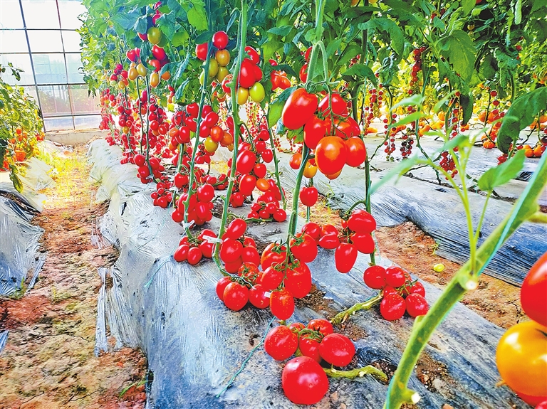 从平民蔬菜到菜中“贵族” 西红柿价格何以“柿”不可挡