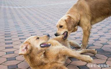 两宠物犬“打架”引发损害赔偿纠纷