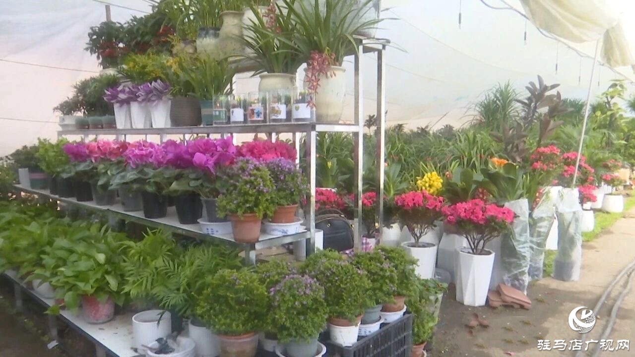 正阳县：新春花市购销旺 花香满园年味浓
