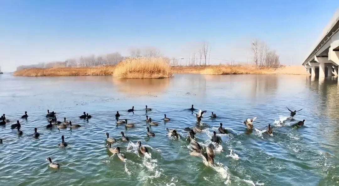 一河两省三县,彩礼最高6万