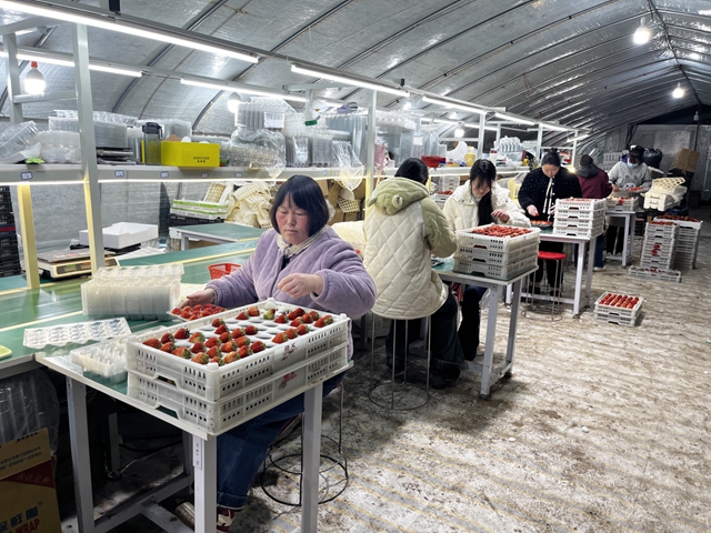 新蔡草莓闯全国 合作社擘画振兴新篇