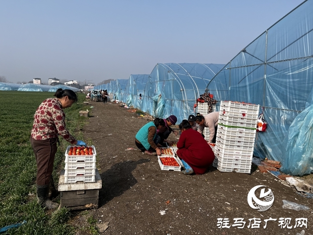 新蔡草莓闯全国 合作社擘画振兴新篇