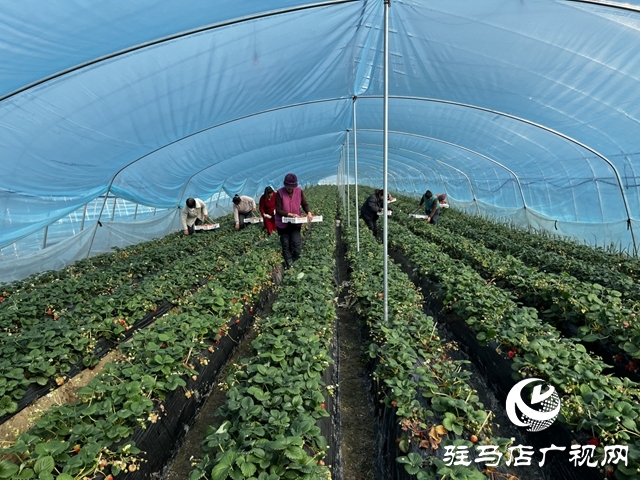 新蔡草莓闯全国 合作社擘画振兴新篇
