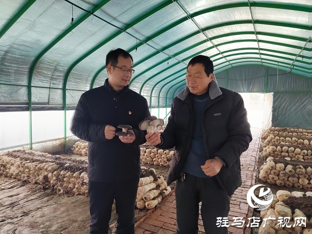 新蔡退伍兵张远东：香菇撑起乡村致富伞