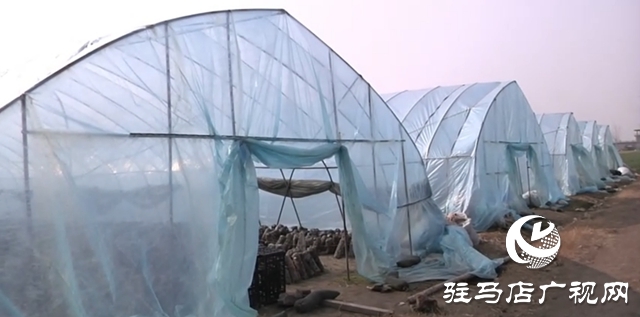 新蔡退伍兵张远东:香菇撑起乡村致富伞