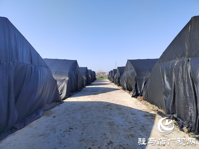 上蔡杨仕位村:羊肚菌棚里的新春“致富经”