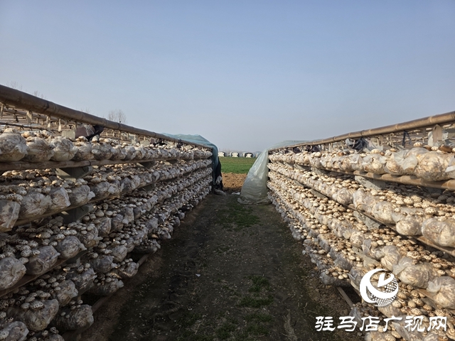驿城区石古庄:花菇产业激活乡村振兴新动能