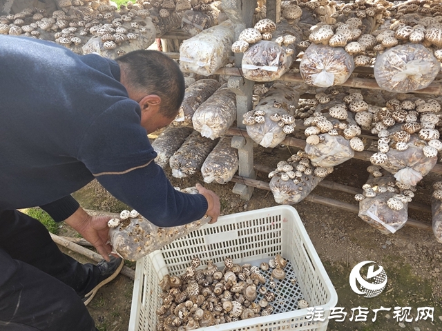 驿城区石古庄:花菇产业激活乡村振兴新动能