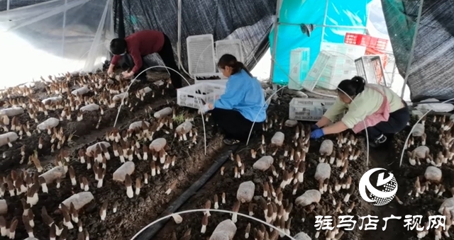 上蔡杨仕位村:羊肚菌棚里的新春“致富经”