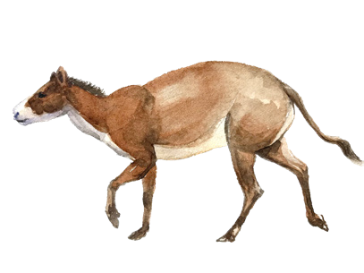 灵骏送福送祥瑞 国宝里的小马含量超高