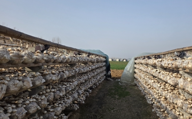 驿城区石古庄村：花菇产业激活乡村振兴新动能