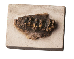 灵骏送福送祥瑞 国宝里的小马含量超高