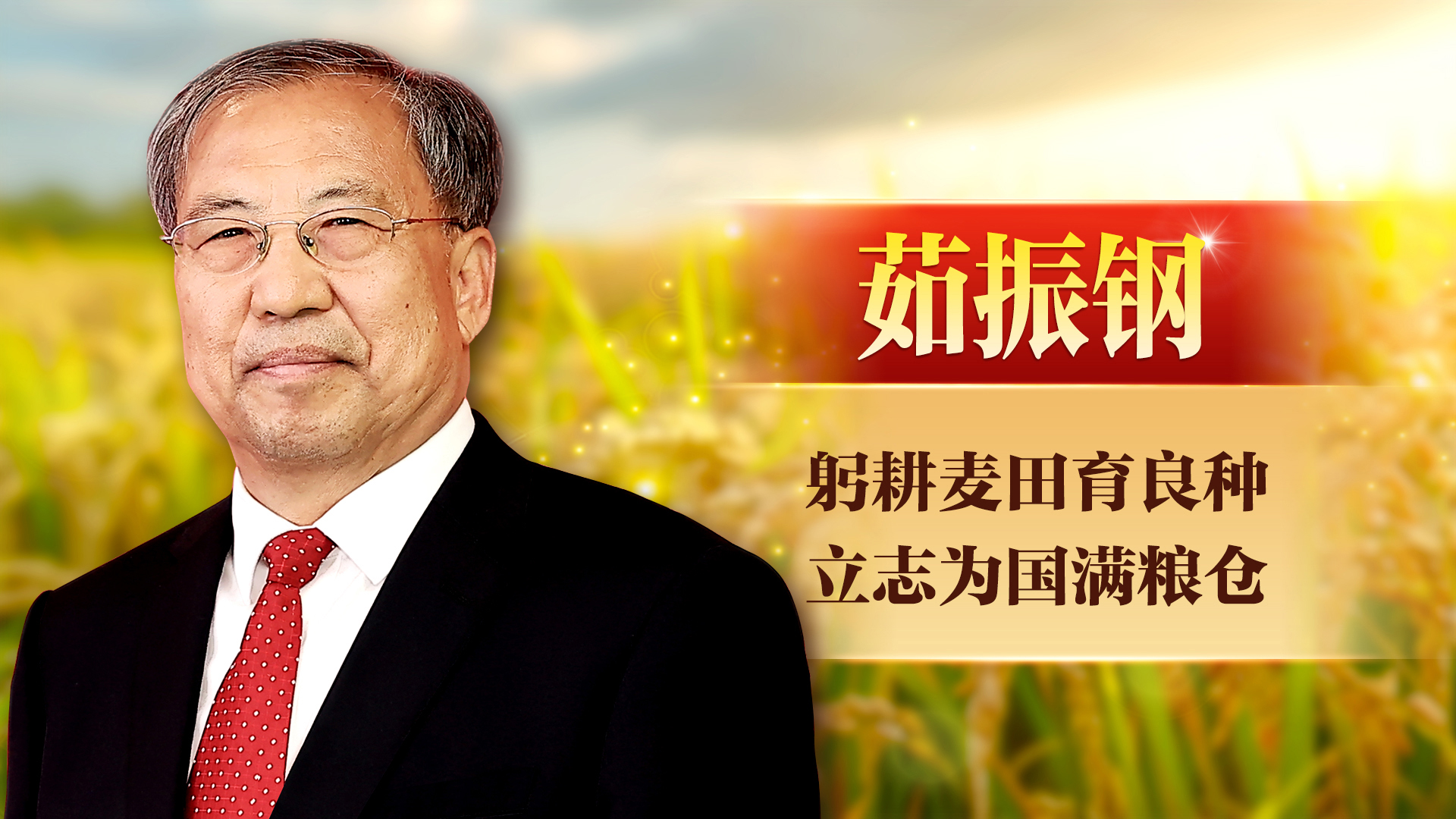 茹振钢：躬耕麦田育良种 立志为国满粮仓