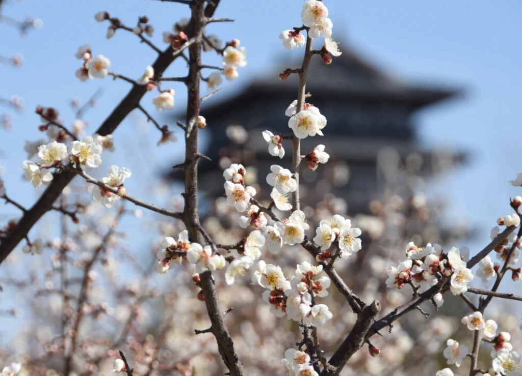 “梅”景上线！请查收河南赏梅好去处