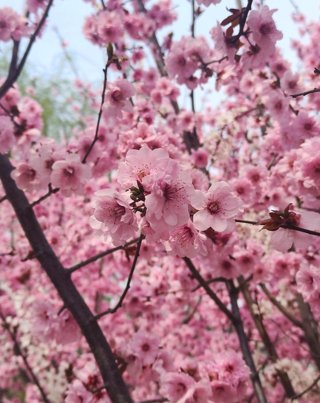 “梅”景上线!请查收河南赏梅好去处