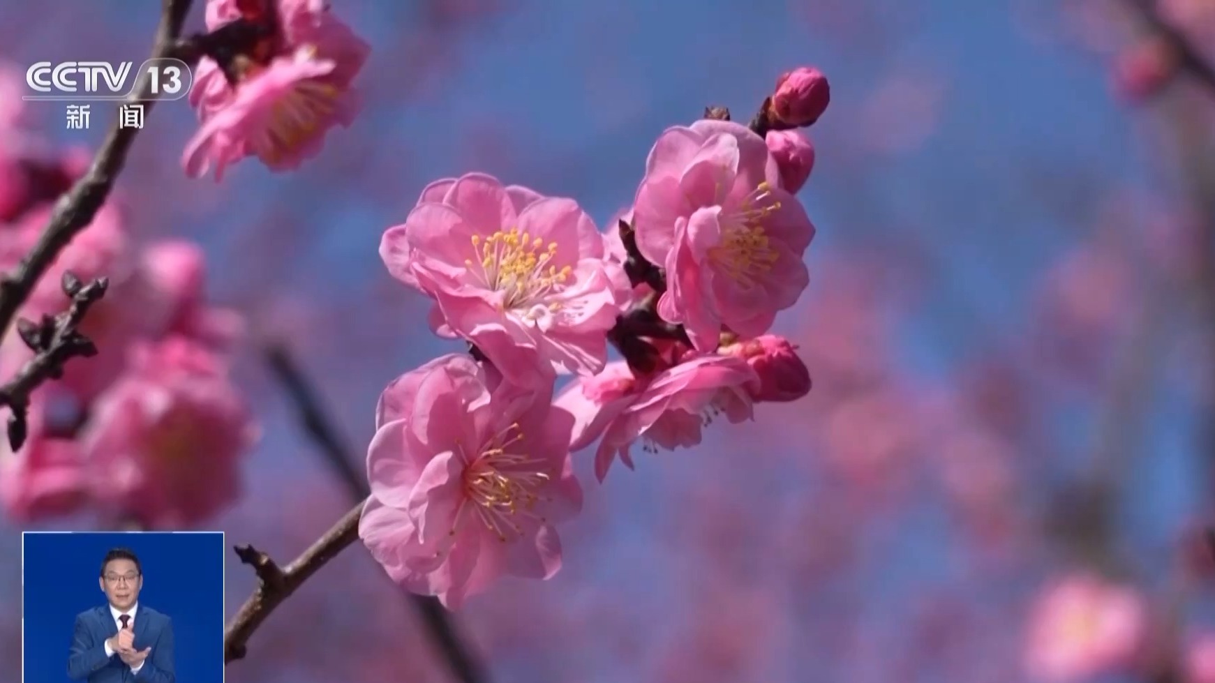 “马年无春不宜结婚”是真的吗?天文专家揭秘