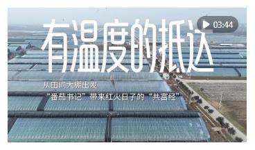 有温度的抵达｜从田间大棚出发，“番茄书记”带来红火日子的“共富经”