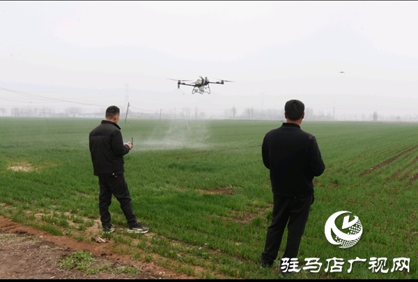 平舆县：抢抓农时促春管 科学管理促丰收