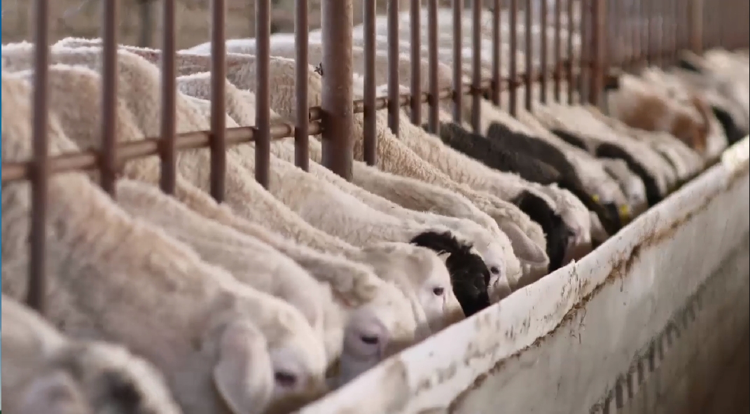 驻马店市动物疫病防疫检疫中心发布2026年3月动物疫病预警预报