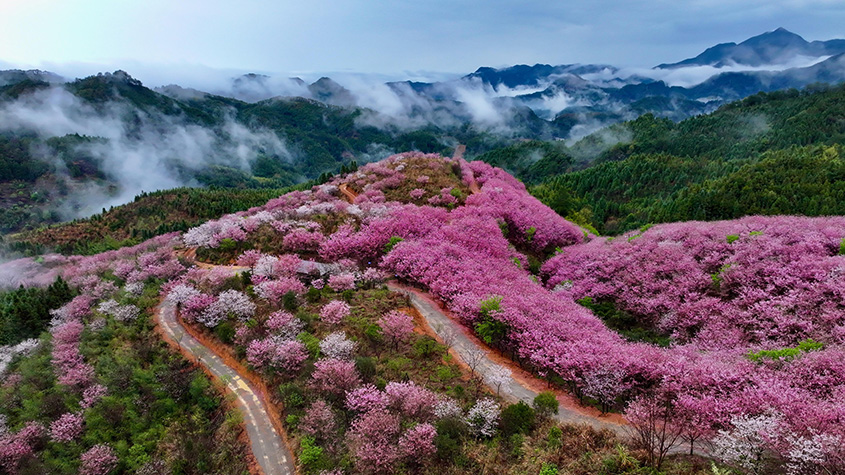 福建大田樱花绽放美不胜收