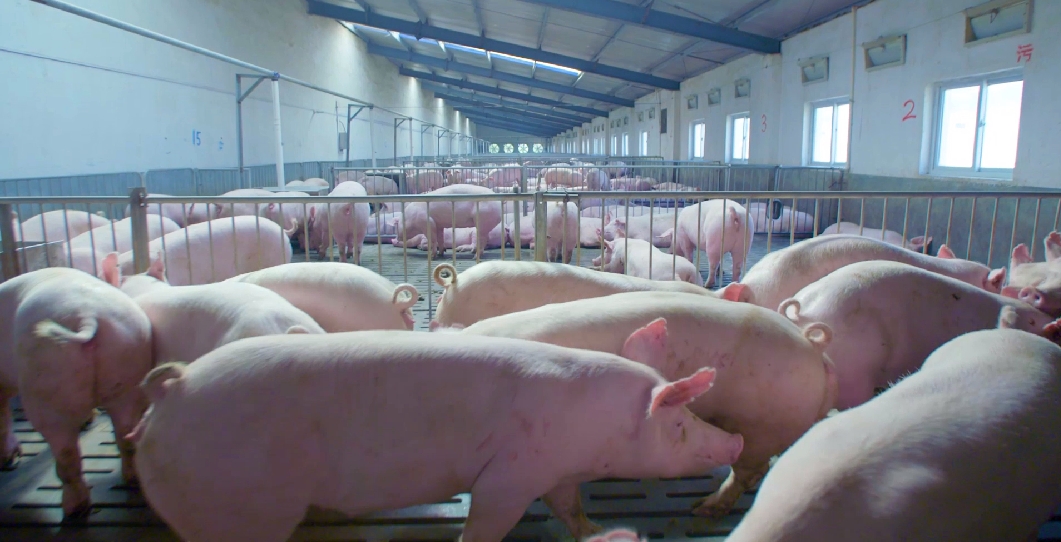 驻马店市动物疫病防疫检疫中心发布2026年3月动物疫病预警预报