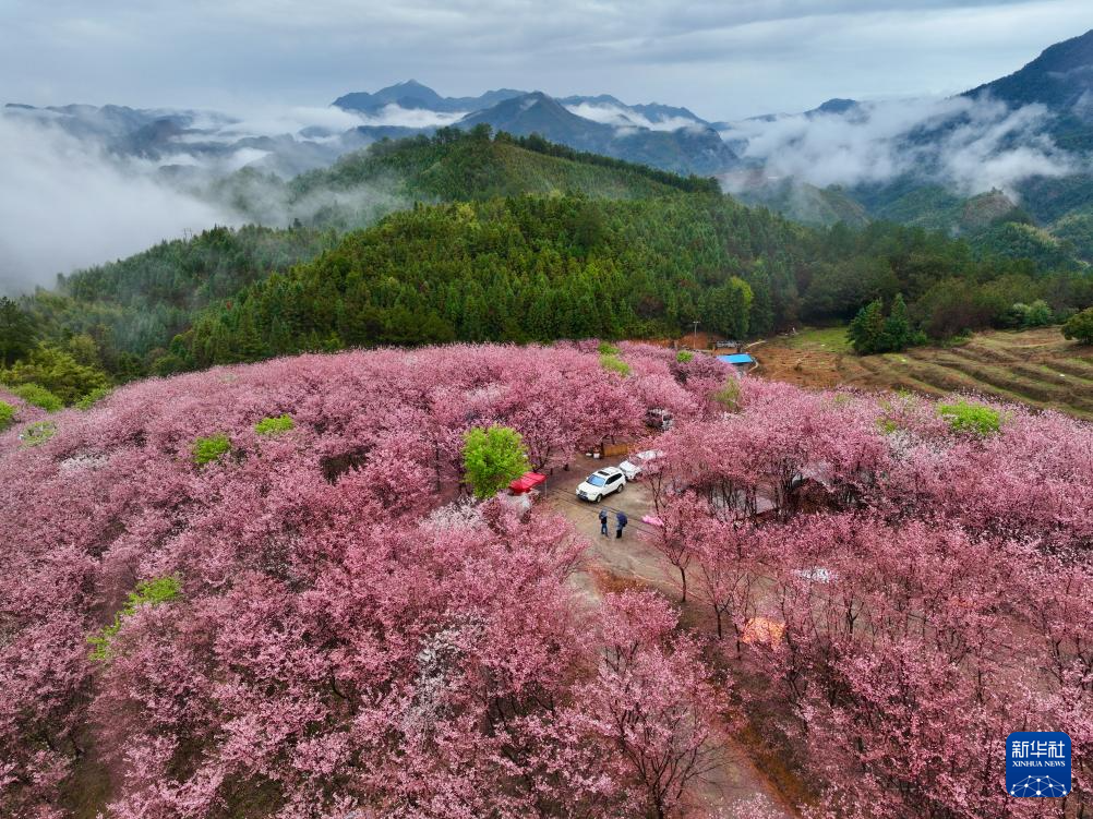 樱花绽放激活“春日经济”