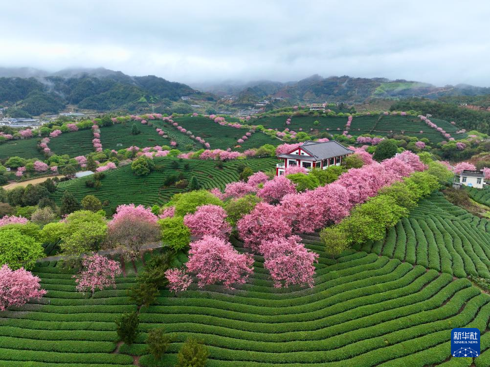 樱花绽放激活“春日经济”