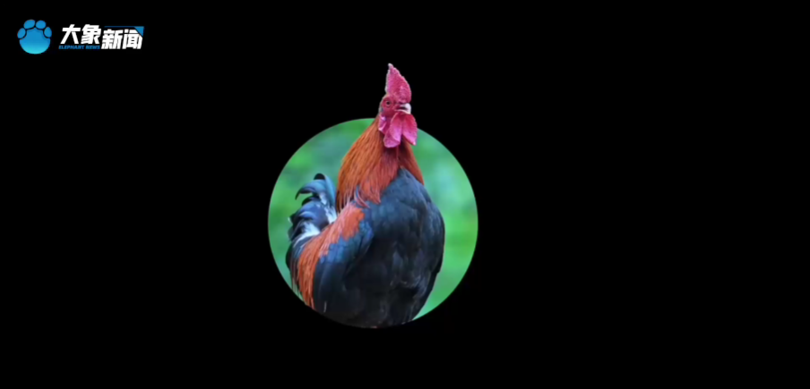 带着妈妈去旅行丨好儿子·杜志伟