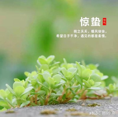 惊蛰至，疏肝润燥正当时