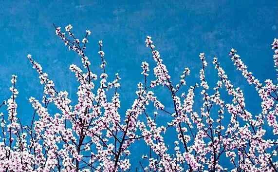 河南这些景区，向所有女士免门票→