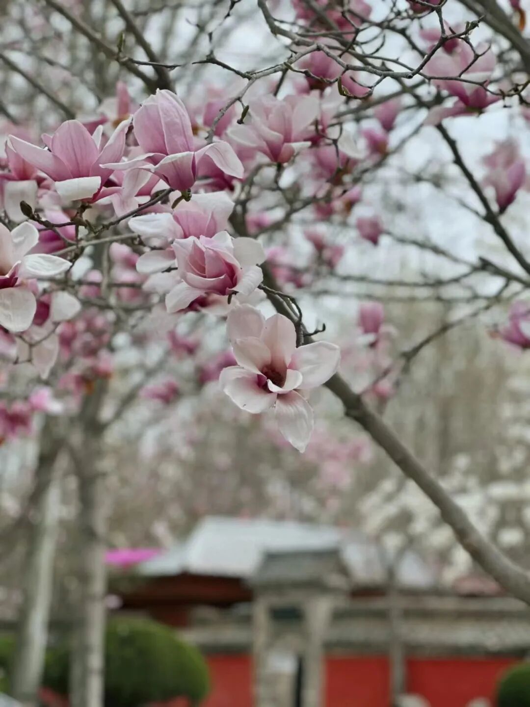 浪漫启春！河南玉兰赏花地图来啦→
