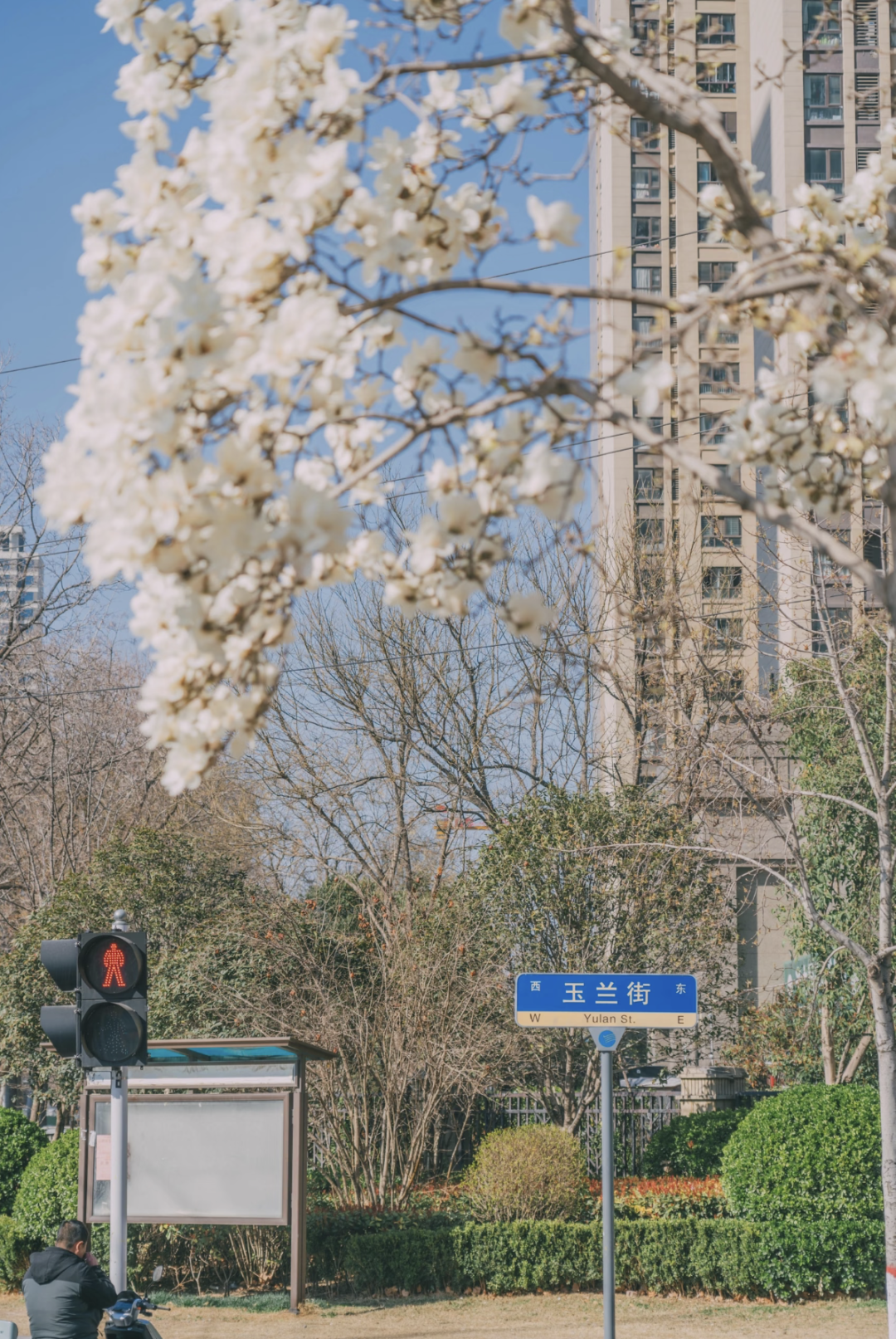 浪漫启春！河南玉兰赏花地图来啦→