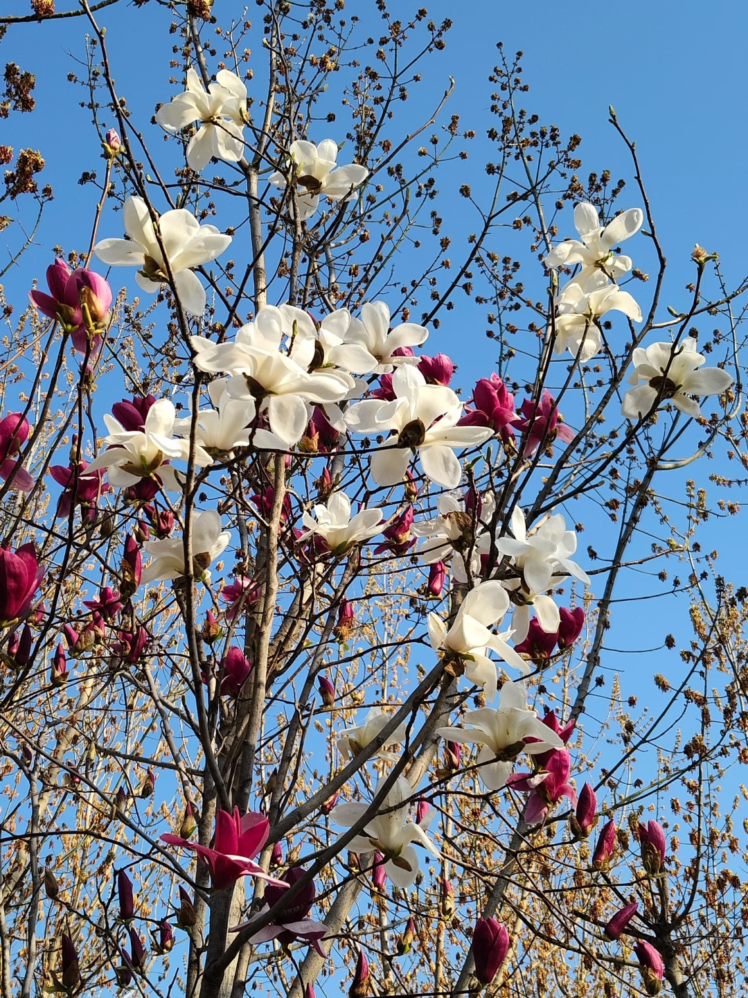 浪漫启春！河南玉兰赏花地图来啦→