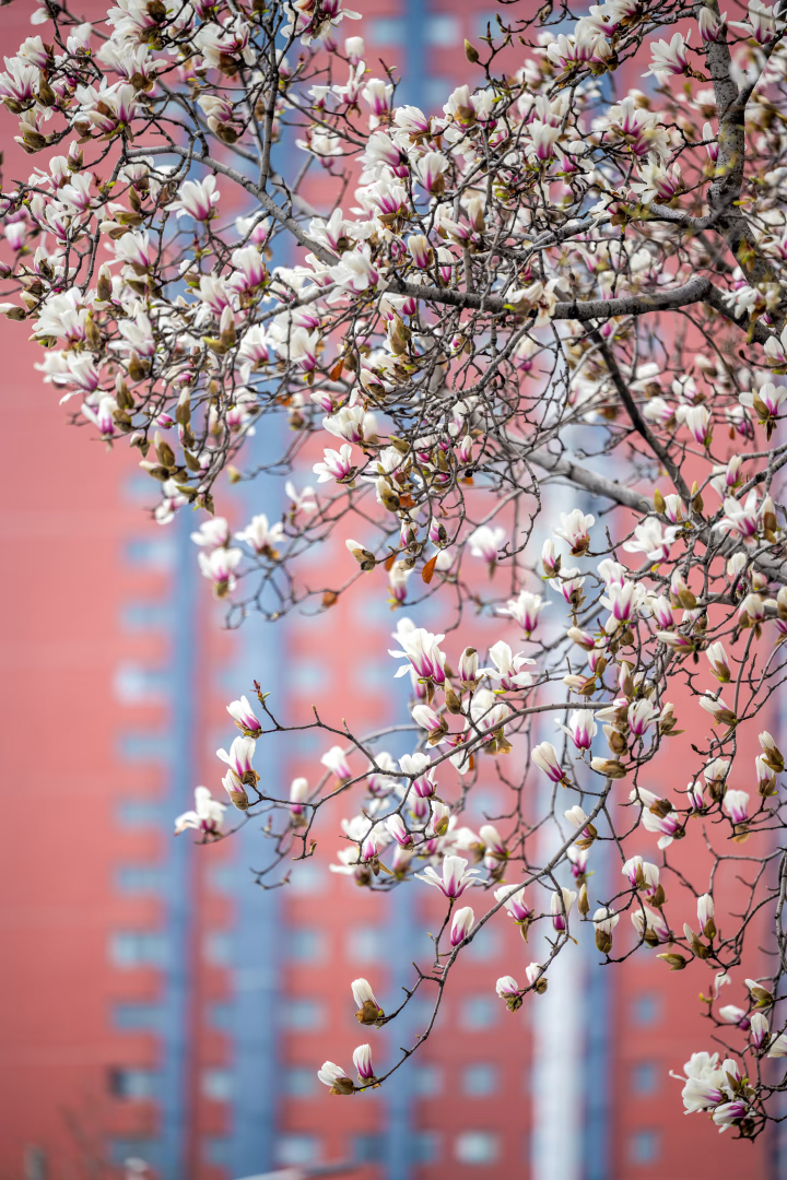 浪漫启春！河南玉兰赏花地图来啦→