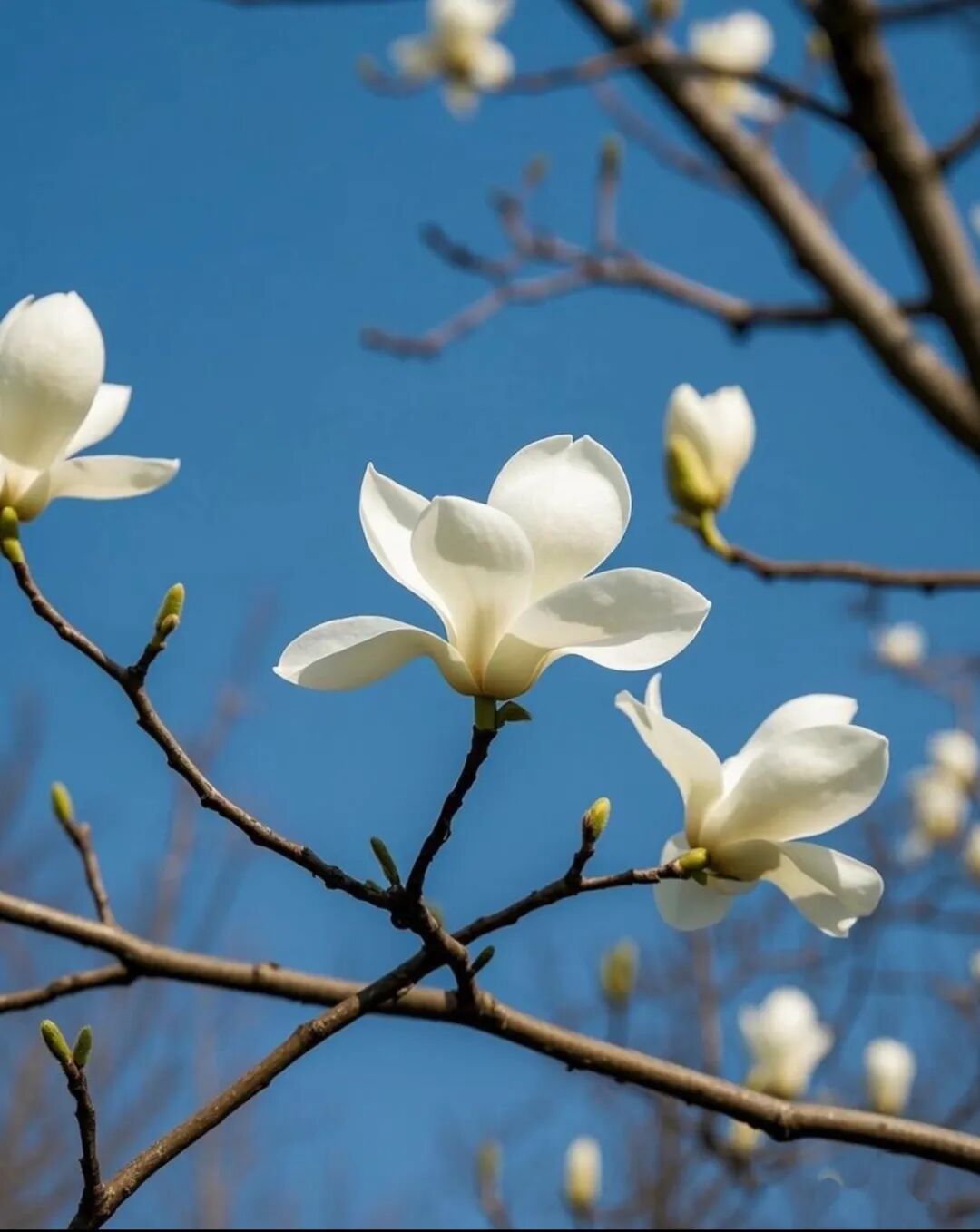 浪漫启春！河南玉兰赏花地图来啦→